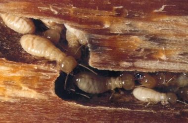 termites extermination service