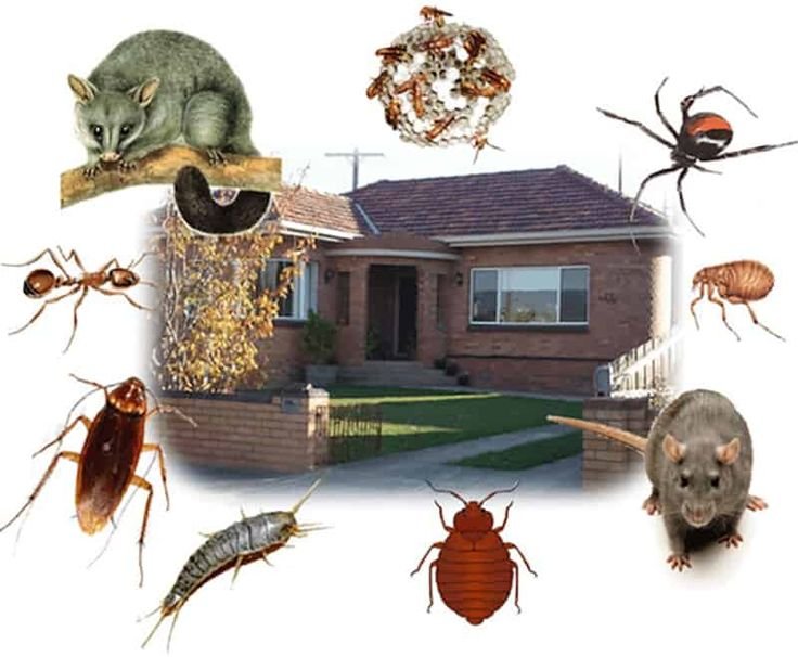Rodent Infestation