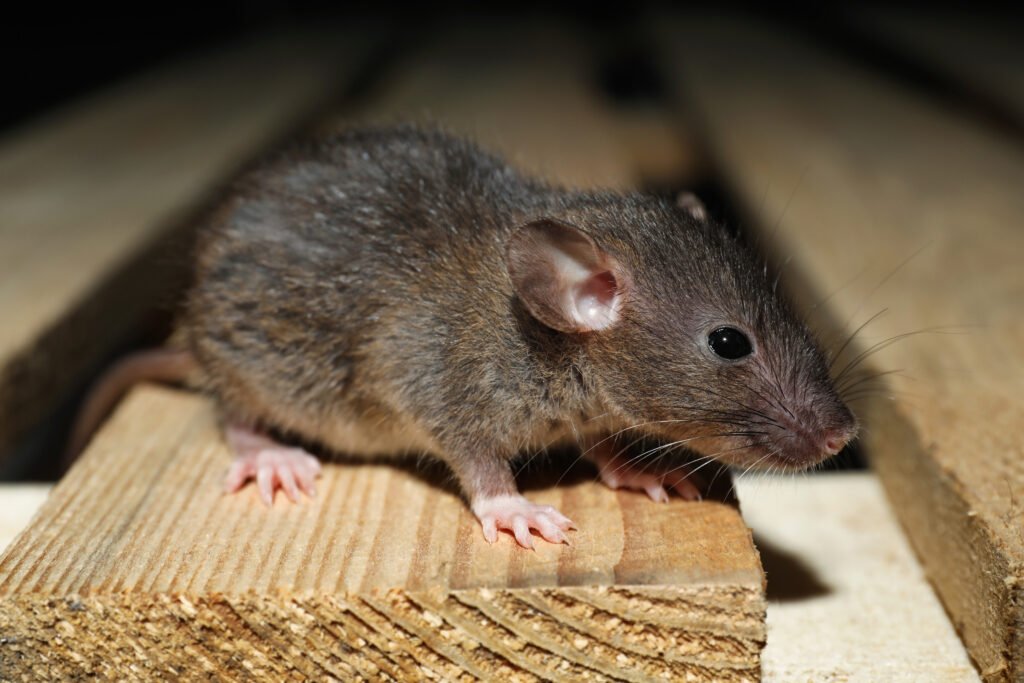 How to Clean Up After Rodent Infestation and Sanitize Your Home 1 Rodent Infestation