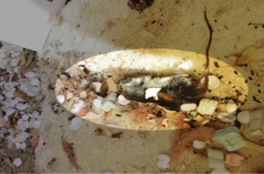 Rodent Proofing