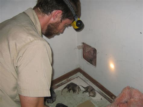 Dead Animal Removal