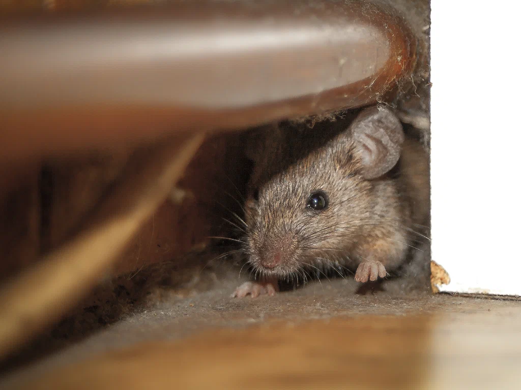Crawl Space