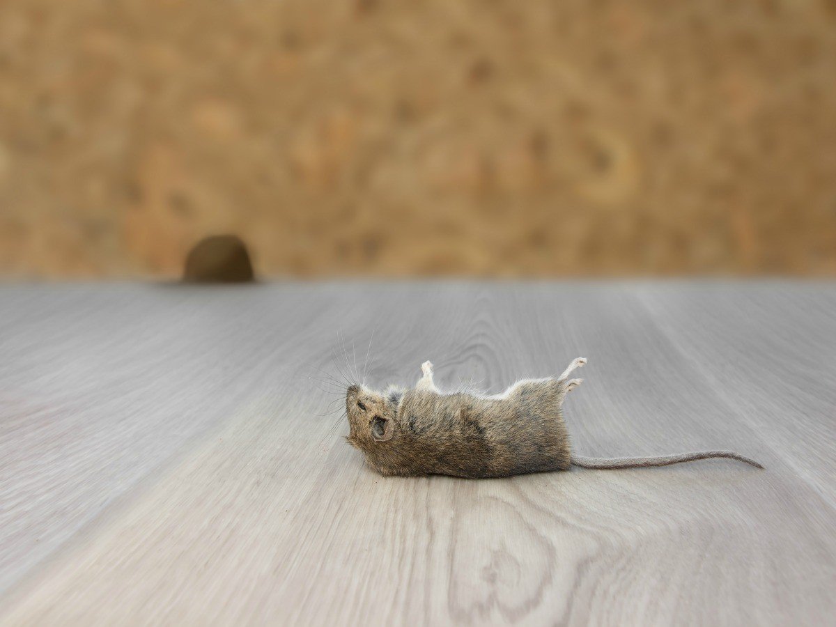 Attic Insulation Contractor