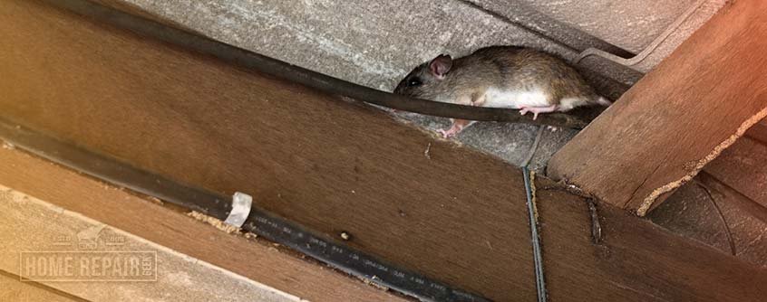 Rats in Attic and Entry Point Sealing